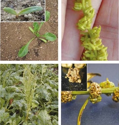 Sugar beet at four growth stages